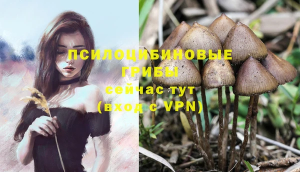 сатива Арсеньев