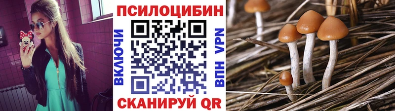 где найти   Кольчугино  Псилоцибиновые грибы Psilocybe 